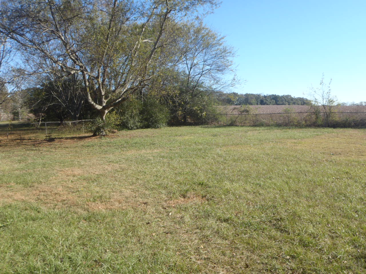 back yard